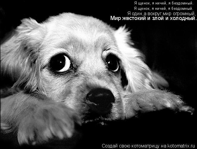 Котоматрица: Я щенок, я ничей, я бездомный. Я щенок, я ничей, я бездомный. Я один,а вокруг мир огромный, Мир жестокий и злой и холодный.