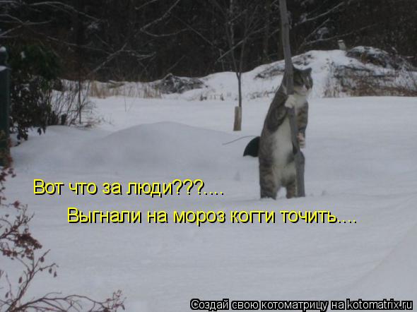 Котоматрица: Вот что за люди???.... Выгнали на мороз когти точить....
