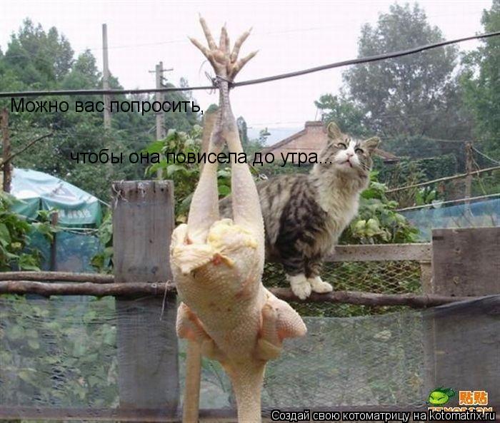 Котоматрица: Можно вас попросить,   чтобы она повисела до утра...