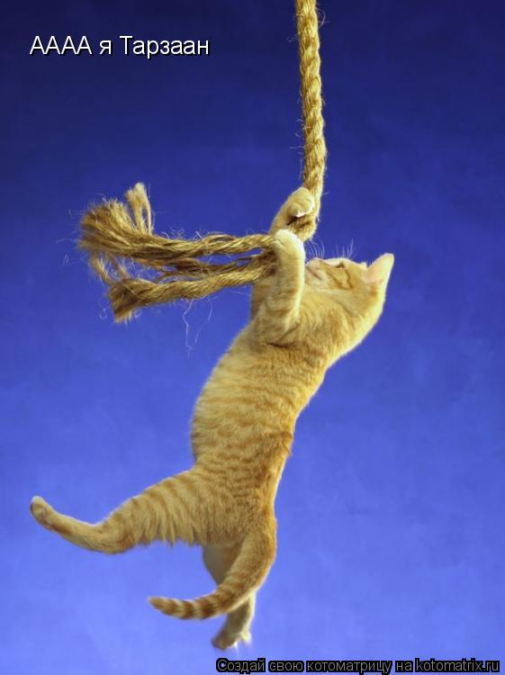 Котоматрица: АААА я Тарзаан