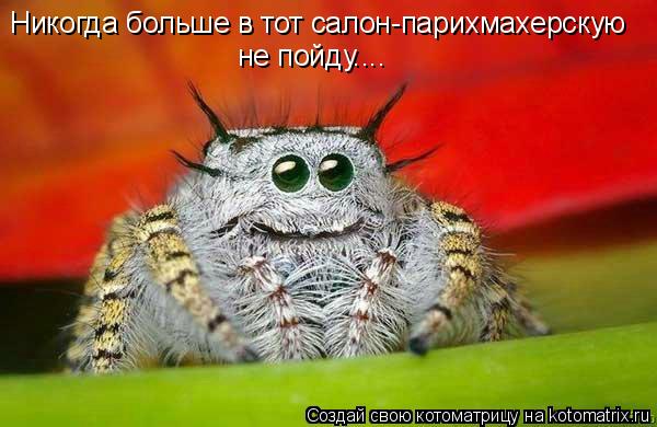 Котоматрица: Никогда больше в тот салон-парихмахерскую  не пойду....