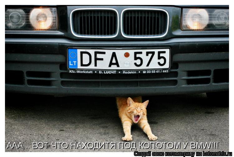 Котоматрица: ААА... ВОТ ЧТО НАХОДИТЯ ПОД КОПОТОМ У BMW!!!