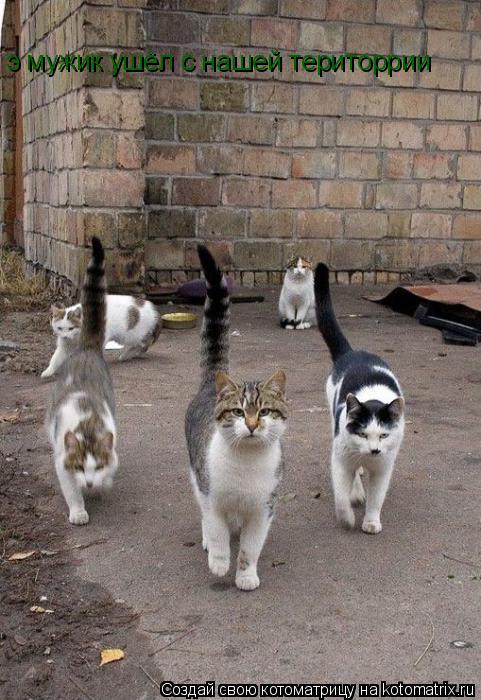 Котоматрица: э мужик ушёл с нашей територрии