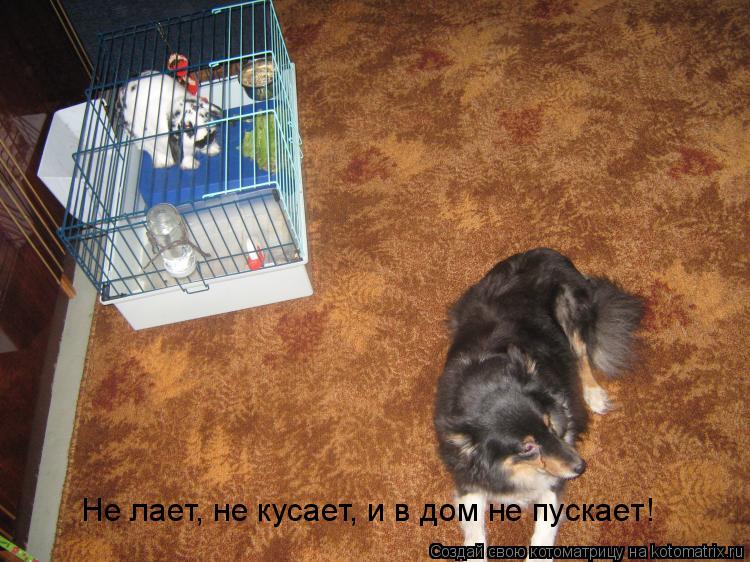 Котоматрица: Не лает, не кусает, и в дом не пускает!