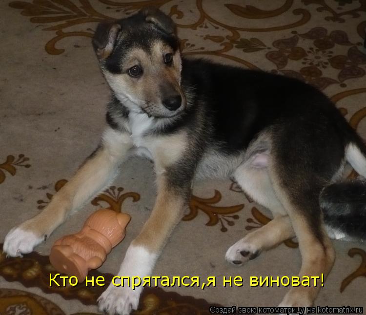 Котоматрица: Кто не спрятался,я не виноват!