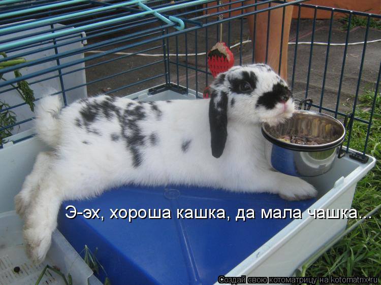 Котоматрица: Э-эх, хороша кашка, да мала чашка...