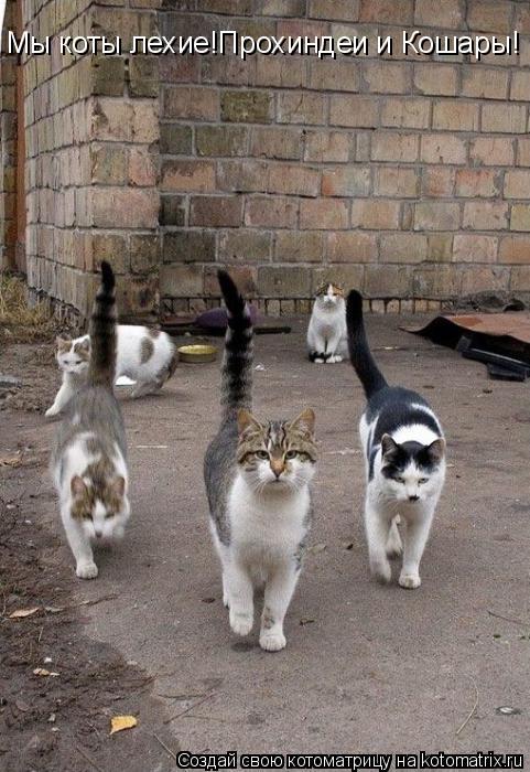 Мы коты лехие!Прохиндеи и Кошары!... Котоматрица: Мы коты лехие!Прохиндеи и Кошары!