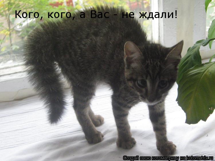 Котоматрица: Кого, кого, а Вас - не ждали!