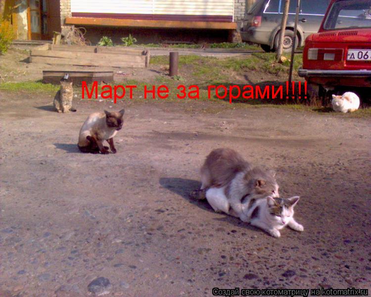 Котоматрица: Март не за горами!!!!