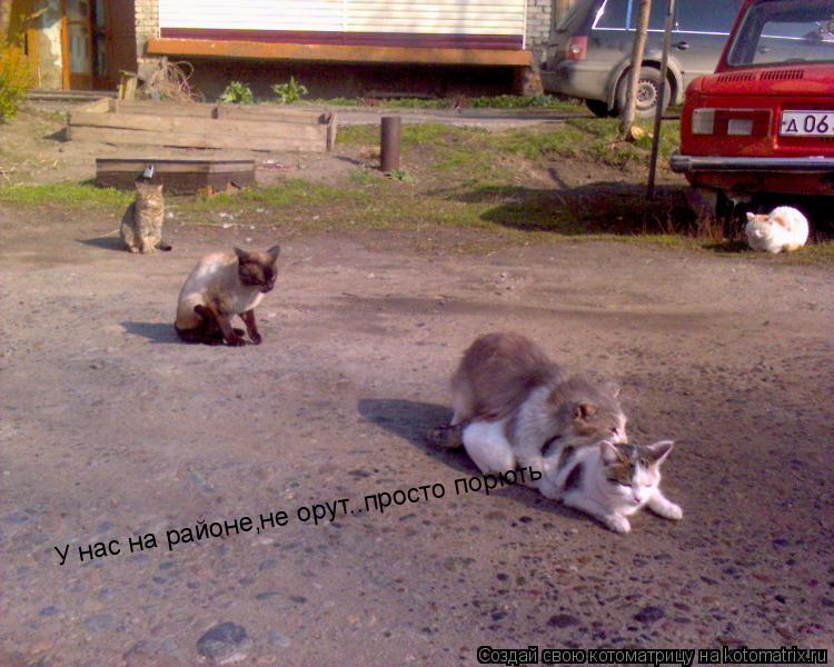 Котоматрица: У нас на районе,не орут..просто порють