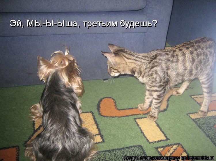 Котоматрица: Эй, МЫ-Ы-Ыша, третьим будешь?