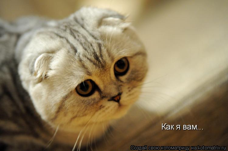 Котоматрица: Как я вам...
