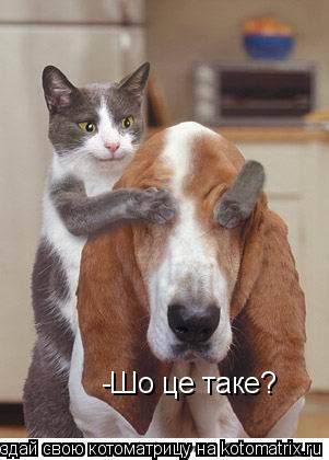 Котоматрица: -Шо це таке?