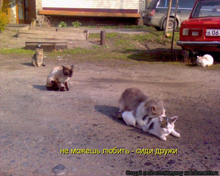 не можешь любить - сиди дружи... Котоматрица: не можешь любить - сиди дружи