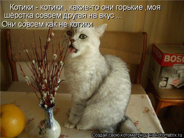 Котоматрица: Котики - котики , какие-то они горькие ,моя  шёрстка совсем другая на вкус ... Они совсем как не котики ...