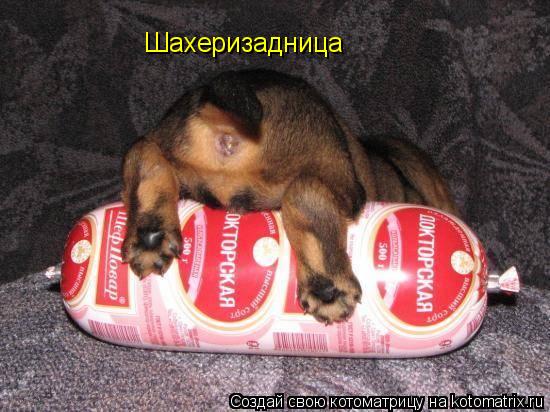 Шахеризадница... Котоматрица: Шахеризадница