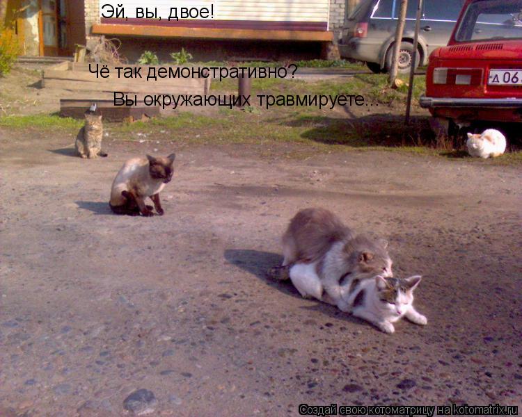 Эй, вы, двое! Чё так демонстративно? Вы окружающих травмируете...... Котоматрица: Эй, вы, двое! Чё так демонстративно? Вы окружающих травмируете...
