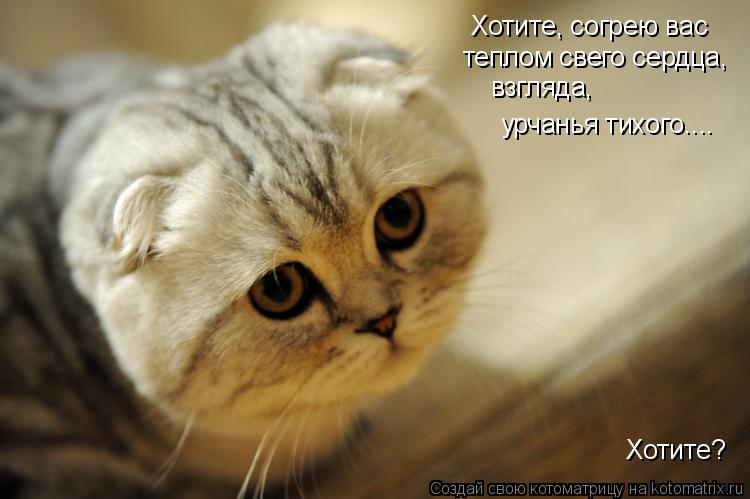 Хотите, согрею вас теплом свего сердца, взгляда, урчанья тихого.... Хотите?... Котоматрица: Хотите, согрею вас теплом свего сердца, взгляда, урчанья тихого.... Хотите?