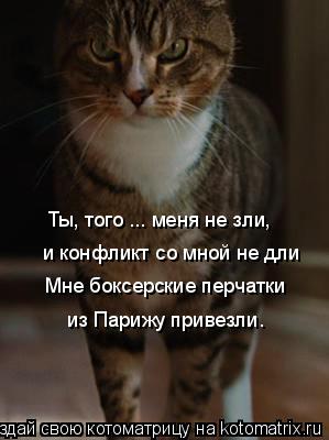 Ты, того ... меня не зли, и конфликт со мной не дли Мне боксерские перчатки из Парижу привезли.... Котоматрица: Ты, того ... меня не зли, и конфликт со мной не дли Мне боксерские перчатки из Парижу привезли.