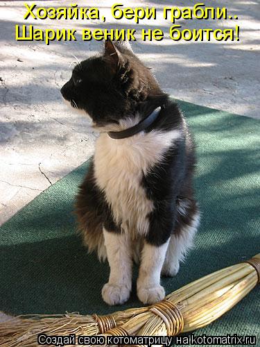 Хозяйка, бери грабли.. Шарик веник не боится!... Котоматрица: Хозяйка, бери грабли.. Шарик веник не боится!