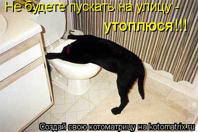 Не будете пускать на улицу - утоплюся!!!... Котоматрица: Не будете пускать на улицу - утоплюся!!!