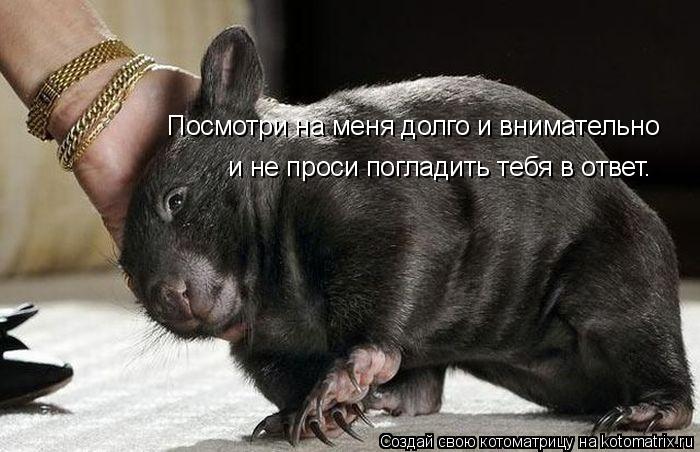 Посмотри на меня долго и внимательно и не проси погладить тебя в ответ.... Котоматрица: Посмотри на меня долго и внимательно и не проси погладить тебя в ответ.