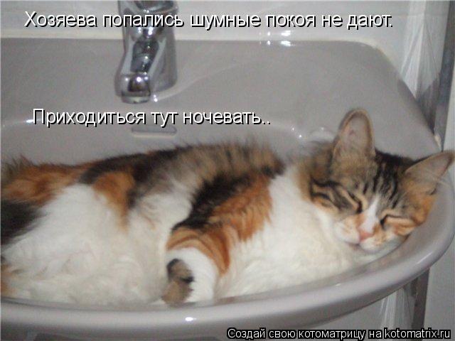 Хозяева попались шумные покоя не дают. Хозяева попались шумные покоя не дают. Приходиться тут ночеват... Котоматрица: Хозяева попались шумные покоя не дают. Хозяева попались шумные покоя не дают. Приходиться тут ночевать..