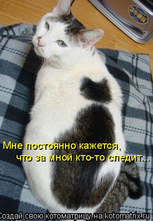 Мне постоянно кажется, что за мной кто-то следит...... Котоматрица: Мне постоянно кажется, что за мной кто-то следит...