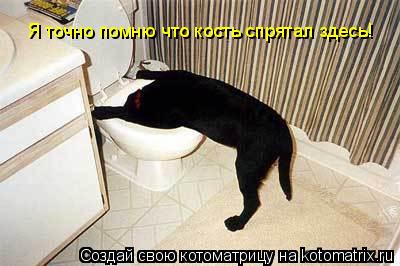 Я точно помню что кость спрятал здесь!... Котоматрица: Я точно помню что кость спрятал здесь!