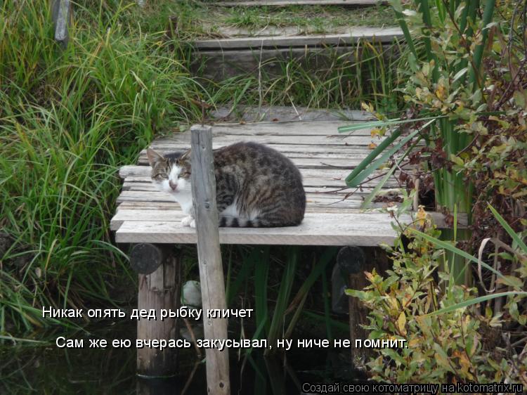 Никак опять дед рыбку кличет Сам же ею вчерась закусывал, ну ниче не помнит.... Котоматрица: Никак опять дед рыбку кличет Сам же ею вчерась закусывал, ну ниче не помнит.