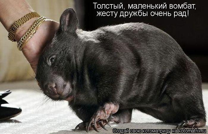 Толстый, маленький вомбат, жесту дружбы очень рад!... Котоматрица: Толстый, маленький вомбат, жесту дружбы очень рад!