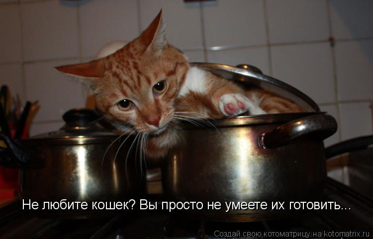 Котоматрица: Не любите кошек? Вы просто не умеете их готовить...