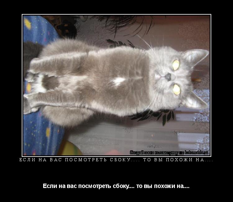 Если на вас посмотреть сбоку.... то вы похожи на.... Если на вас посмотреть сбоку.... то вы похожи на... Котоматрица: Если на вас посмотреть сбоку.... то вы похожи на.... Если на вас посмотреть сбоку.... то вы похожи на....