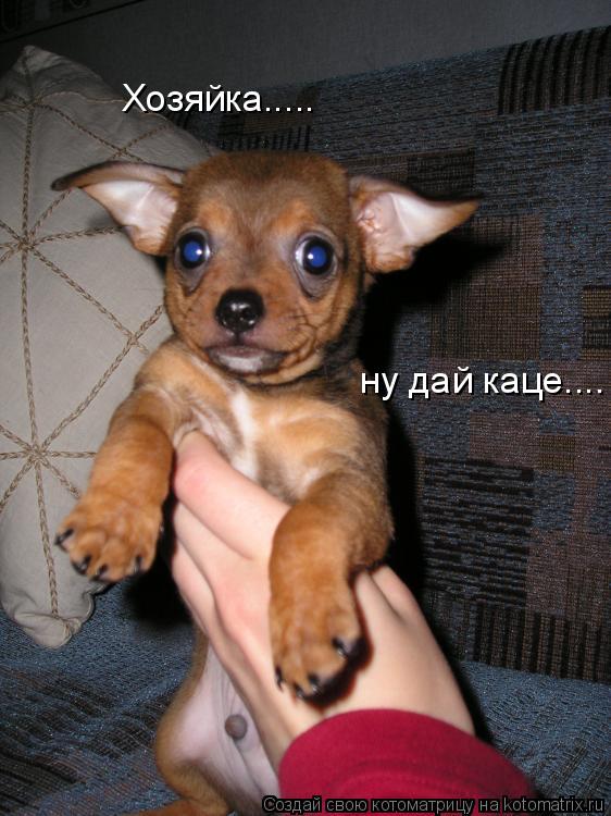 Хозяйка..... ну дай каце....... Котоматрица: Хозяйка..... ну дай каце....