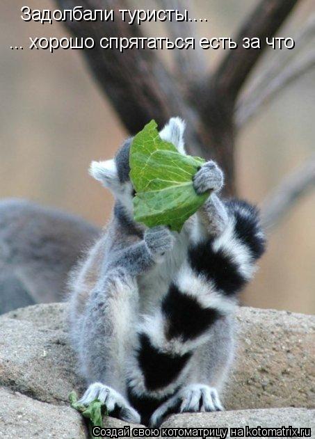 Котоматрица: Задолбали туристы.... ... хорошо спрятаться есть за что