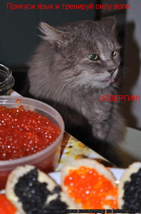 Котоматрица: Прикуси язык и тренируй силу воли...  ...ИЗВЕРГИ!!!