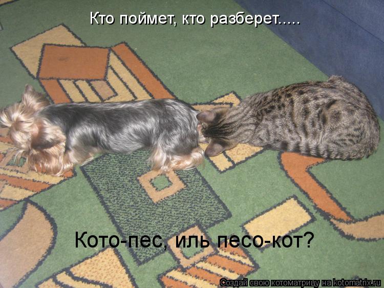 Котоматрица: Кто поймет, кто разберет..... Кото-пес, иль песо-кот?