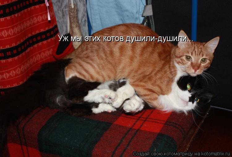 Котоматрица: Уж мы этих котов душили-душили...