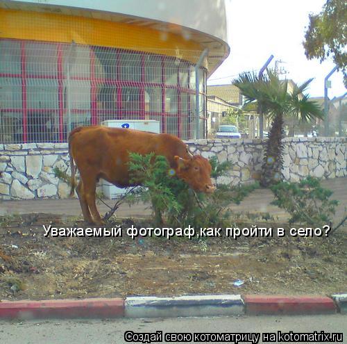 Котоматрица: Уважаемый фотограф,как пройти в село?