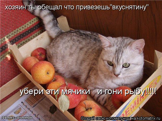Котоматрица: хозяин ты обещал что привезешь"вкуснятину" убери эти мячики   и гони рыбу!!!!!