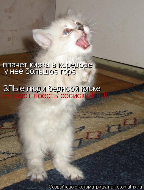 Котоматрица: плачет киска в коредоре у неё большое горе ЗЛЫе люди бедноой киске не дают поесть сосиски!!!!!!!!