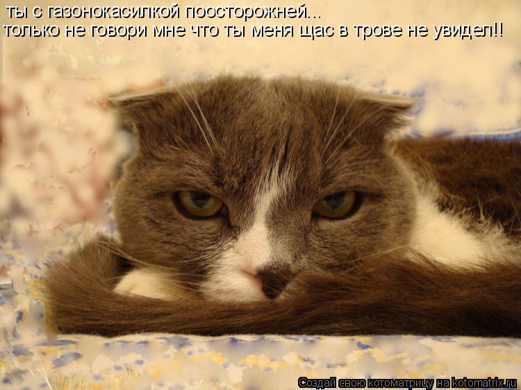 Котоматрица: ты с газонокасилкой поосторожней... только не говори мне что ты меня щас в трове не увидел!!