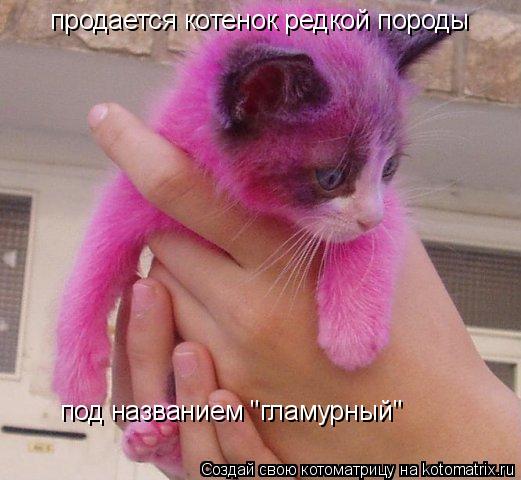 Котоматрица: продается котенок редкой породы под названием "гламурный"