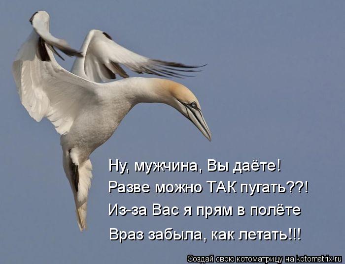 Котоматрица: Ну, мужчина, Вы даёте! Разве можно ТАК пугать??! Из-за Вас я прям в полёте Враз забыла, как летать!!!