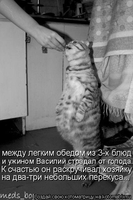 Котоматрица: между легким обедом из 3-х блюд и ужином Василий страдал от голода. К с частью он раскручивал хозяйку на два-три перекуса и ужином Василий ст