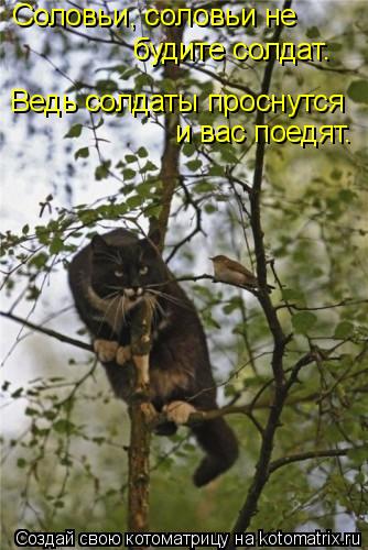 Котоматрица: Соловьи, соловьи не  будите солдат.  Ведь солдаты проснутся  и вас поедят.