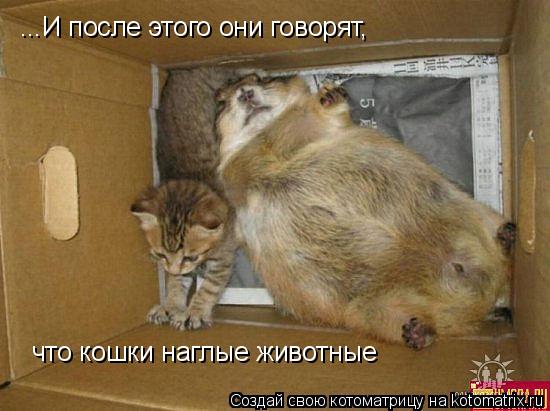 ...И после этого они говорят, что кошки наглые животные... Котоматрица: ...И после этого они говорят, что кошки наглые животные
