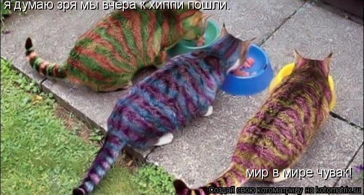 Котоматрица: я думаю зря мы вчера к хиппи пошли. мир в мире чувак!