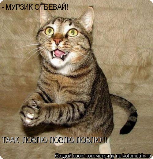 Котоматрица: - МУРЗИК ОТБЕВАЙ! ТААК, ЛОВЛЮ ЛОВЛЮ ЛОВЛЮ!!!