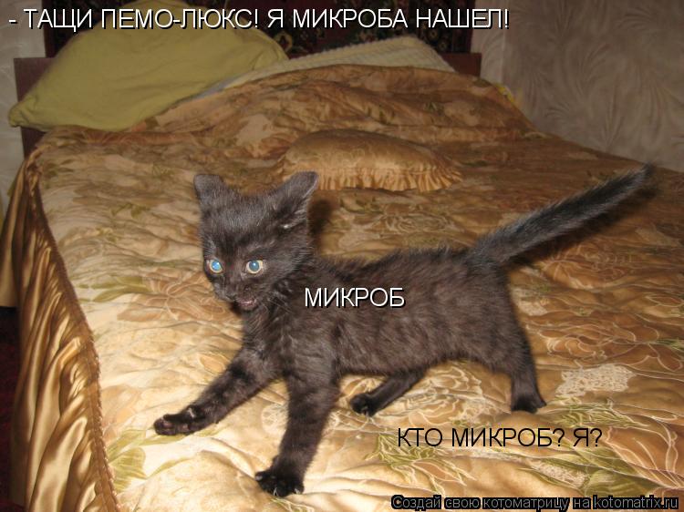 Котоматрица: - ТАЩИ ПЕМО-ЛЮКС! Я МИКРОБА НАШЕЛ! МИКРОБ КТО МИКРОБ? Я?